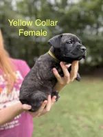 Oakley, a female Cane Corso for sale in Pauline, SC – 1 of 8
