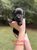 Scarlet, a female Cane Corso for sale in Pauline, SC – 3 of 8
