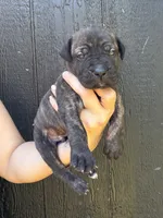Bruno, a male Cane Corso for sale in Pauline, SC – 2 of 10