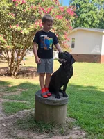 Tank, a male Cane Corso for sale in Pauline, SC – 2 of 10