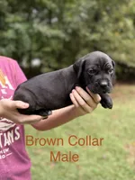 Titan, a male Cane Corso for sale in Pauline, SC – 3 of 10