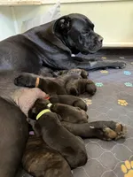 Bruno, a male Cane Corso for sale in Pauline, SC – 6 of 10