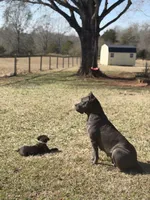Tank, a male Cane Corso for sale in Pauline, SC – 7 of 10