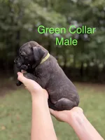 Bruiser, a male Cane Corso for sale in Pauline, SC – 4 of 7