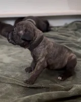 Bruno, a male Cane Corso for sale in Pauline, SC – 3 of 10