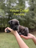 Oakley, a female Cane Corso for sale in Pauline, SC – 5 of 8