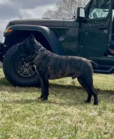 Scarlet, a female Cane Corso for sale in Pauline, SC – 6 of 8