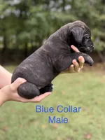 Rocco, a male Cane Corso for sale in Pauline, SC – 3 of 10
