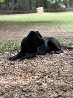 Rocco, a male Cane Corso for sale in Pauline, SC – 7 of 10