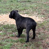 Tootsie, a female Cane Corso for sale in Pauline, SC – Photo 4 of 6