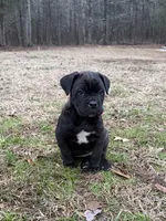 Tootsie, a female Cane Corso for sale in Pauline, SC – Photo 2 of 4