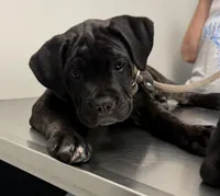 Tootsie, a female Cane Corso for sale in Pauline, SC – Photo 2 of 6