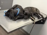 Tootsie, a female Cane Corso for sale in Pauline, SC – Photo 3 of 6