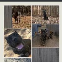 Tootsie, a female Cane Corso for sale in Pauline, SC – Photo 6 of 6