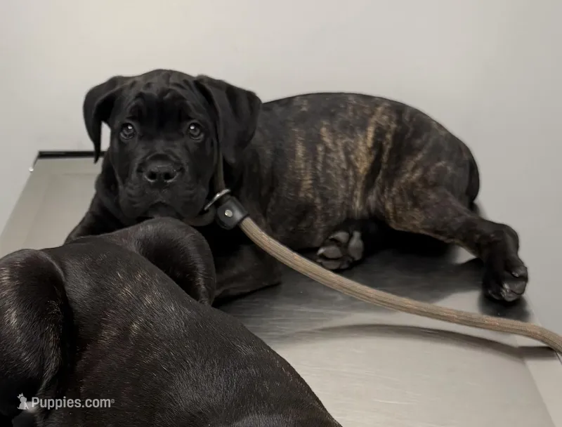 Tootsie – Cane Corso puppy for sale in Pauline, SC