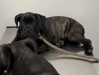 Tootsie, a female Cane Corso for sale in Pauline, SC – Photo 1 of 6