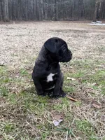Tootsie, a female Cane Corso for sale in Pauline, SC – Photo 1 of 4