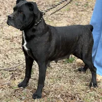 Tootsie, a female Cane Corso for sale in Pauline, SC – Photo 5 of 6