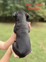 Scarlet, a female Cane Corso for sale in Pauline, SC – 4 of 8