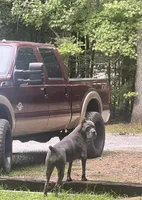 Tank, a male Cane Corso for sale in Pauline, SC – 8 of 10