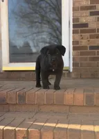 Teddy Bear, a male Cane Corso for sale in Pauline, SC – Photo 5 of 10