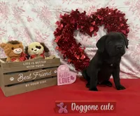 Teddy Bear, a male Cane Corso for sale in Pauline, SC – Photo 1 of 10