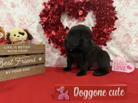 Teddy Bear, a male Cane Corso for sale in Pauline, SC – Photo 2 of 10