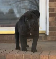 Teddy Bear, a male Cane Corso for sale in Pauline, SC – Photo 4 of 10