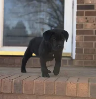 Teddy Bear, a male Cane Corso for sale in Pauline, SC – Photo 6 of 10