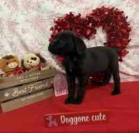 Teddy Bear, a male Cane Corso for sale in Pauline, SC – Photo 3 of 10