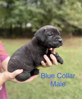 Rocco, a male Cane Corso for sale in Pauline, SC – 4 of 10