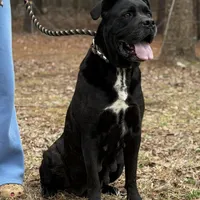 Mya, a female Cane Corso for sale in Pauline, SC – Photo 2 of 4