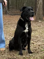 Mya, a female Cane Corso for sale in Pauline, SC – Photo 2 of 4