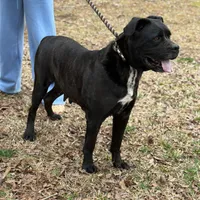 Mya, a female Cane Corso for sale in Pauline, SC – Photo 4 of 4