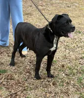 Mya, a female Cane Corso for sale in Pauline, SC – Photo 4 of 4