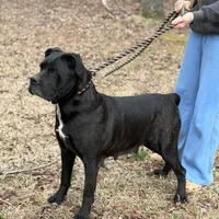 Mya, a female Cane Corso for sale in Pauline, SC – Photo 1 of 4
