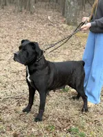 Mya, a female Cane Corso for sale in Pauline, SC – Photo 1 of 4