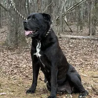 Mya, a female Cane Corso for sale in Pauline, SC – Photo 3 of 4