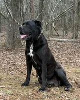 Mya, a female Cane Corso for sale in Pauline, SC – Photo 3 of 4