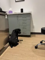 Tank, a male Cane Corso for sale in Pauline, SC – Photo 5 of 8