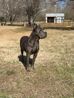 Tank, a male Cane Corso for sale in Pauline, SC – Photo 7 of 8