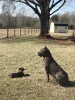 Tank, a male Cane Corso for sale in Pauline, SC – Photo 6 of 8