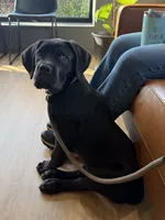 Tank, a male Cane Corso for sale in Pauline, SC – Photo 2 of 8