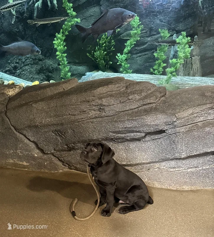 Tank, a male Cane Corso for sale in Pauline, SC – Photo 1 of 8