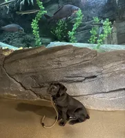 Tank, a male Cane Corso for sale in Pauline, SC – Photo 1 of 8