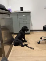 Tank, a male Cane Corso for sale in Pauline, SC – Photo 4 of 8