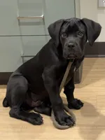 Tank, a male Cane Corso for sale in Pauline, SC – Photo 3 of 8