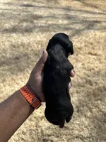 Romulus, a male Dachshund for sale in Carrollton, GA – Photo 2 of 4