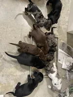 Romulus, a male Dachshund for sale in Carrollton, GA – Photo 3 of 4