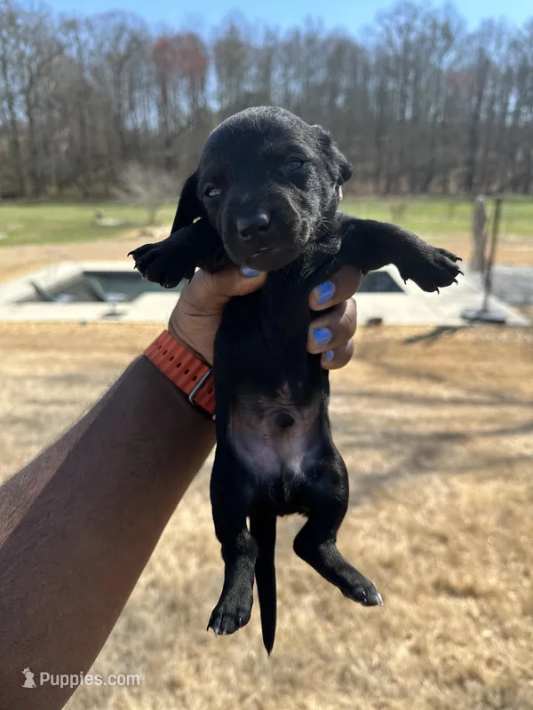 Romulus – Dachshund puppy for sale in Carrollton, GA